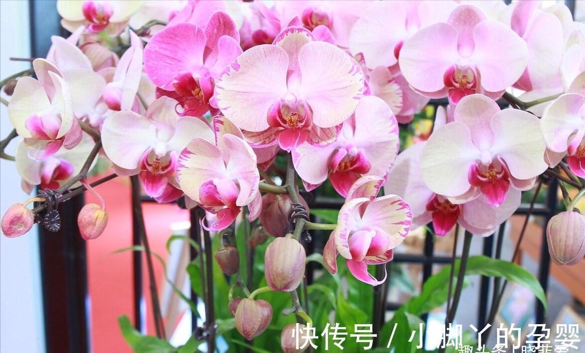 冬季养花，了解“七忌”，简单实用，安全过冬