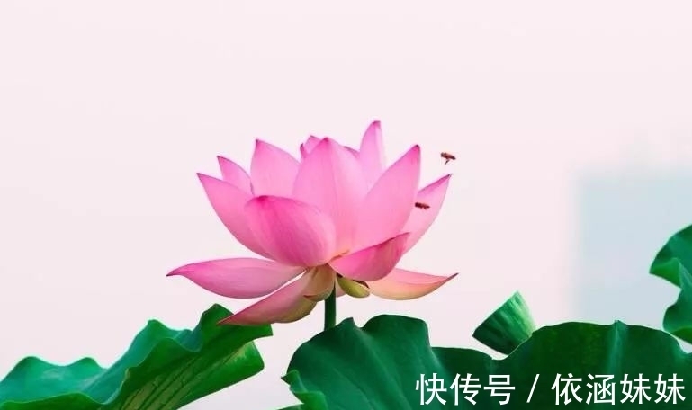 生肖|下个月，缘分与桃花将痴迷于爱情幸福的四大生肖