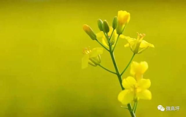 老年|壮观！南充高坪这里油菜花海盛放，遍地金黄美到霸屏！