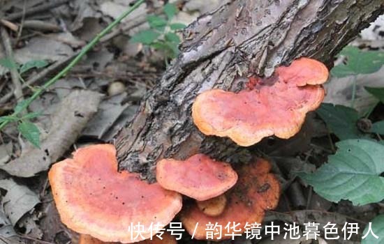 黄芪|“中医”可以抗癌李时珍5种“常用药”不妨了解一下