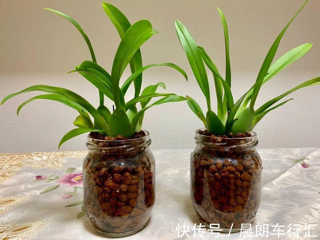 绿萝可以扔了,养盆“格调”花,颜值高还有气质