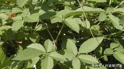 野草|这种植物叶片像“龙爪”，是种药用价值高的野草，别全拿去喂猪了