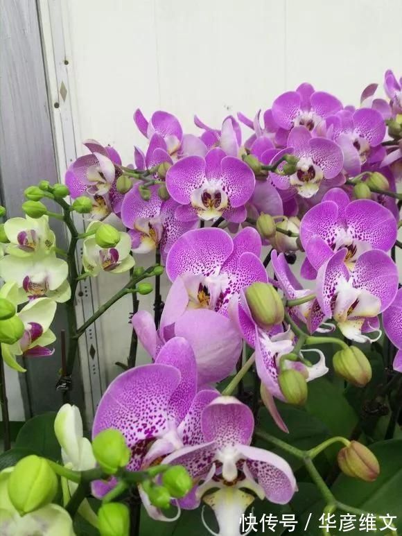 修剪|路边被人丢掉的名贵花,丢人也要捡,种盆里就开花