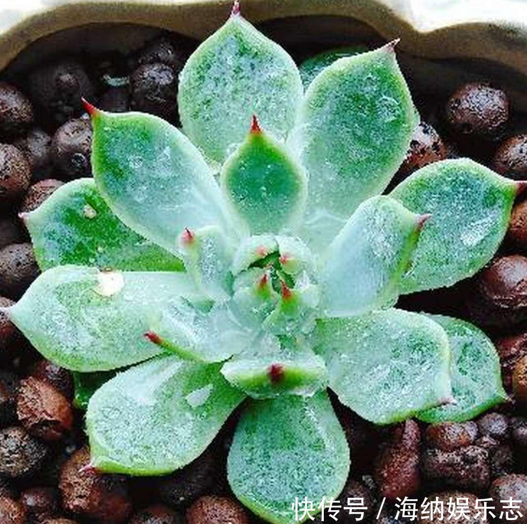 耐旱|4种多肉最适合懒人养,叶子厚实难徒长,养到就是赚到!