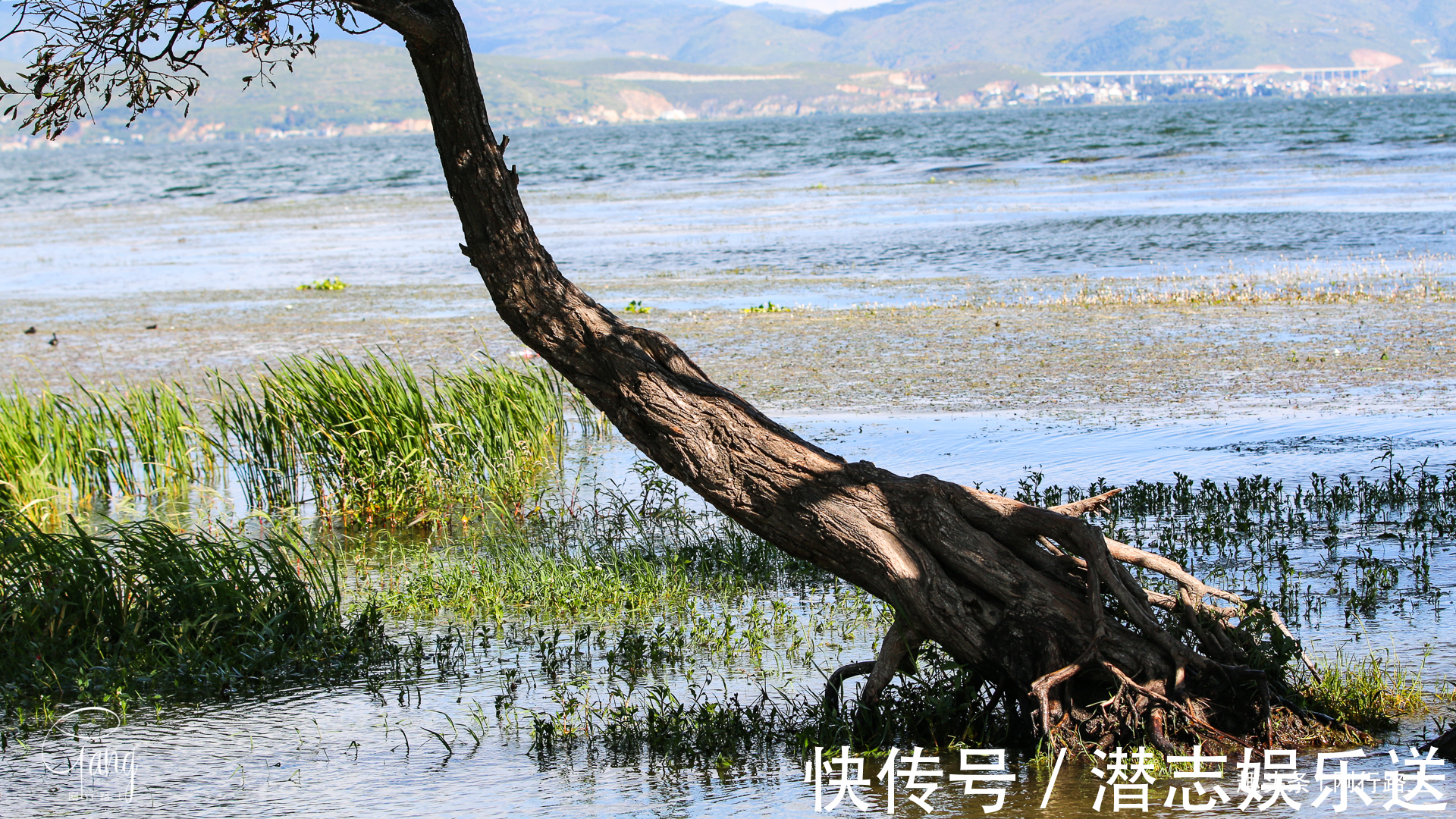 枯藤|大理最不起眼的海舌公园，洱海边上的枯藤老树成人们最爱的打卡点