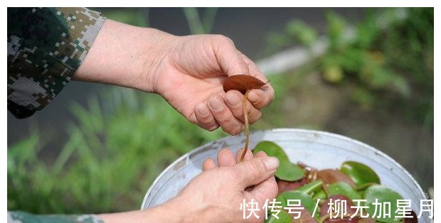 池塘|池塘里的这种野味，人称“补锌之王”，曾为宫廷贡品，见到别错过！