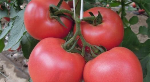 西红柿能延缓衰老,不能和以下东西一起吃,越