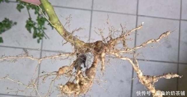 妙用|摘完辣椒,辣椒根千万别扔!有“妙用”,家家户户用得着,还省钱