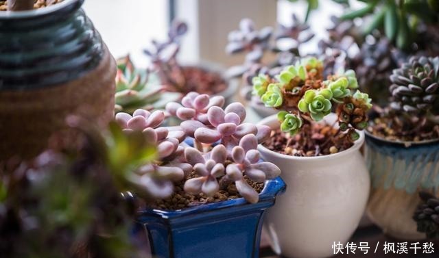 多肉植物桃蛋有“3怕”,避开了才能养出绝美状态!