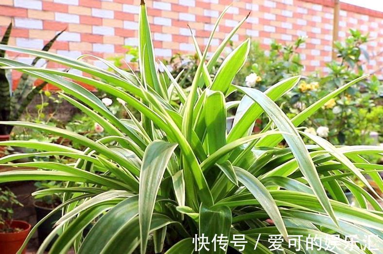 浇水|等了2年的新房终于装了,担心甲醛气味大,养这几盆花准没错