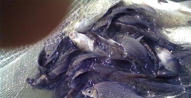 这种鱼种肉质鲜嫩,营养价值与600元一斤的价格配得上!