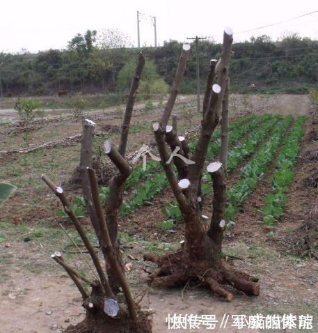 小知识|野生下山桩,挖掘时需注意几个事项,方可确保成活,不会就别挖!