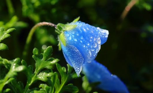 来松江看花海呀！蓝色的、超梦幻