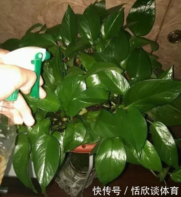 给绿萝“只浇水”永远也养不好!用上3种肥料,叶子油绿、向外冒