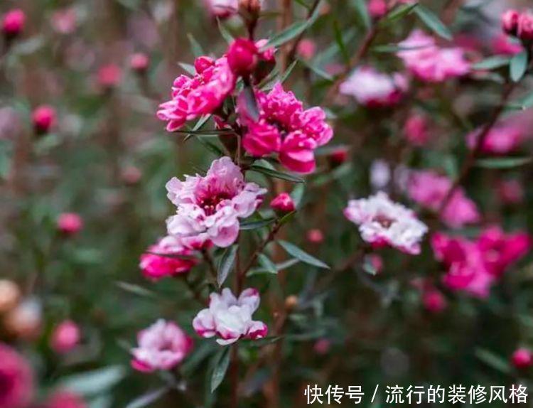 小花园|阳台养花就选4种，一开就是大半年，阳台一直都是“小花园”！