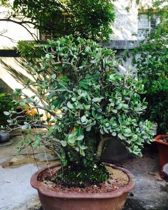 仙人掌科|7种花公认好养,几乎养不死,看看你家有没有