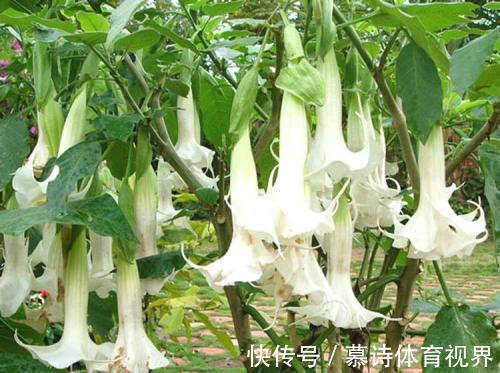 养花期|家里养花别随便,“2种花”真的不能养,虽然漂亮,却很“晦气”