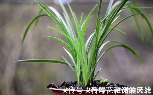 兰叶|怎么判断兰花缺少氮磷钾?学会这三招,养不好兰花都难
