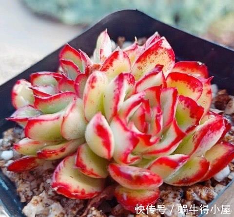 群生|安徽大妈养一多肉可真美,长成群生手捧花,叶子自带红边边