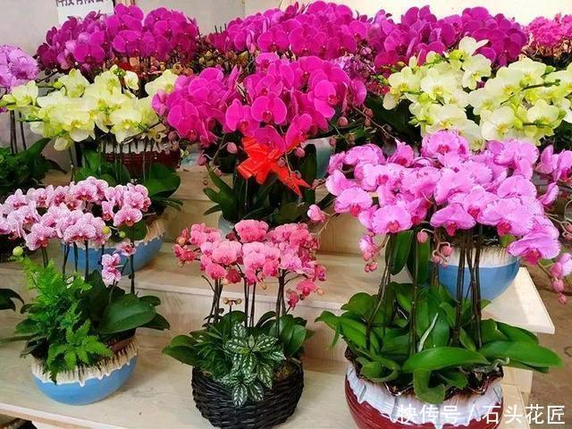 磷酸二氢钾|4种花“专挑”冬天开,10月买回家,养2个月就开花了