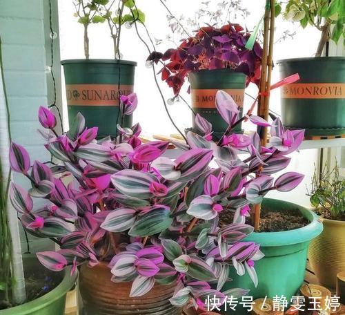 大花惠兰大花惠兰|居家养花，推荐你养这3种，摆一盆大气上档次，值得拥有