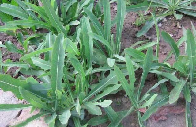 清热解毒|肝火过旺,眼干,口苦,多吃5种野菜,保肝护肝,清热解毒灭肝火