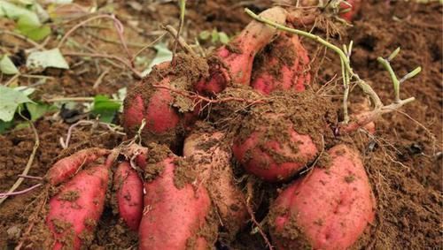 黄豆芽|有2种蔬菜发芽后不仅没“毒”,营养还更高,扔掉太可惜了