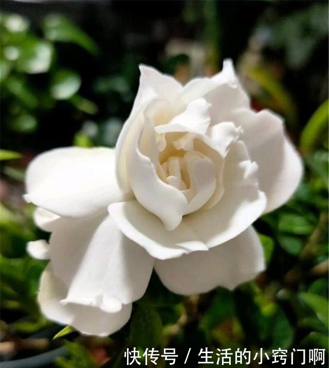 用3招“爆花术”叫醒栀子花,变身疯狂开花机器,花儿挂满枝!