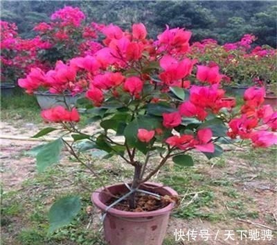 茉莉|6种花，再舍不得也要“搬出去”，越狠狠晒，越满头开花！