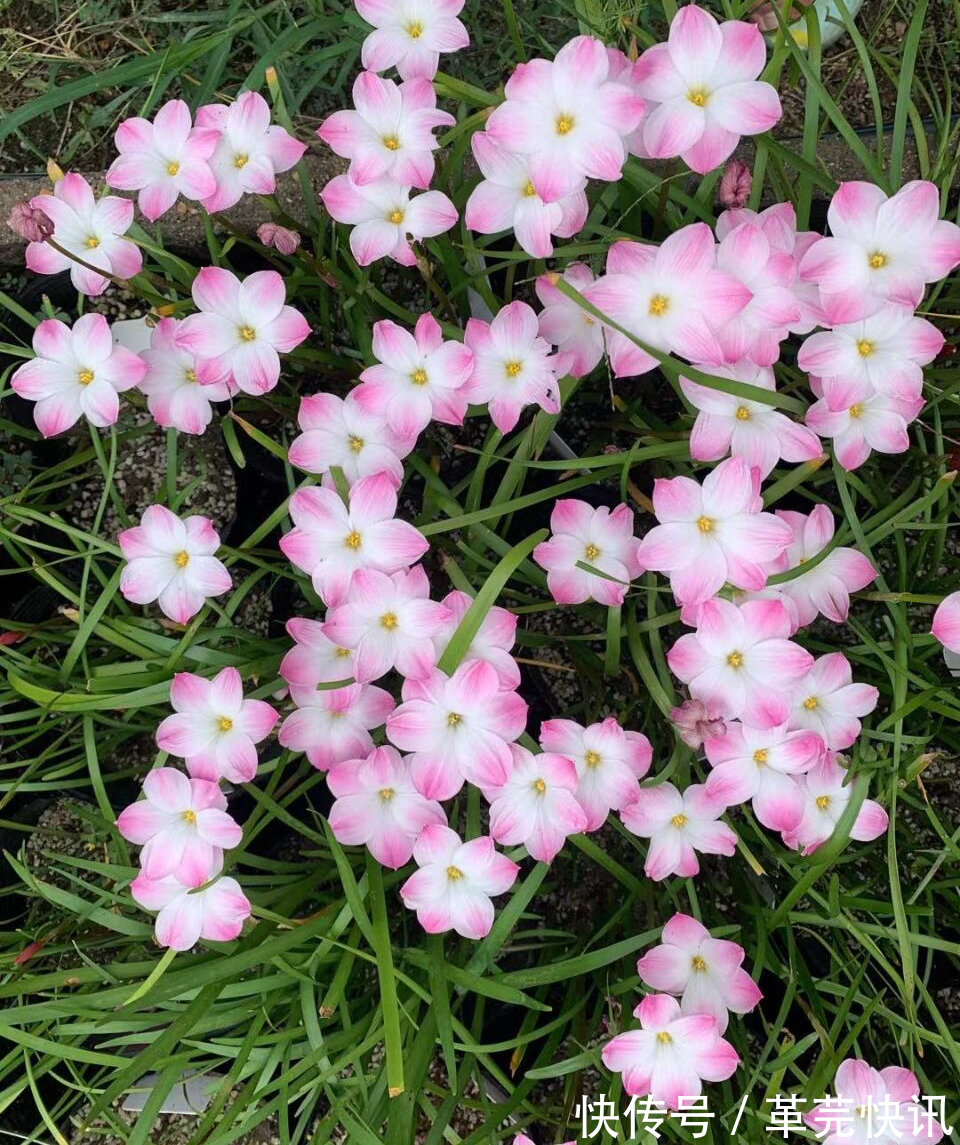 风雨兰|3种花,越热越开花,越晒越开花,花色丰富又鲜艳