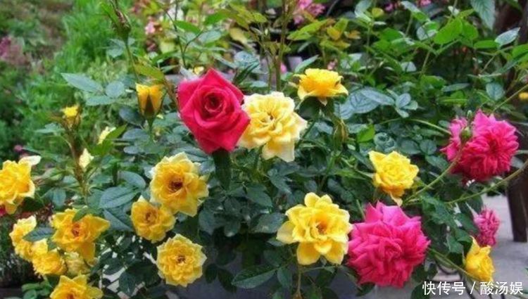 4种花“喜欢”晒太阳，越晒长得越旺，开花越多，1个月就爆盆