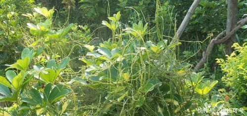 農(nóng)村|農(nóng)村這種“閻王草”,危害非常大,卻有補(bǔ)腎益精的功效