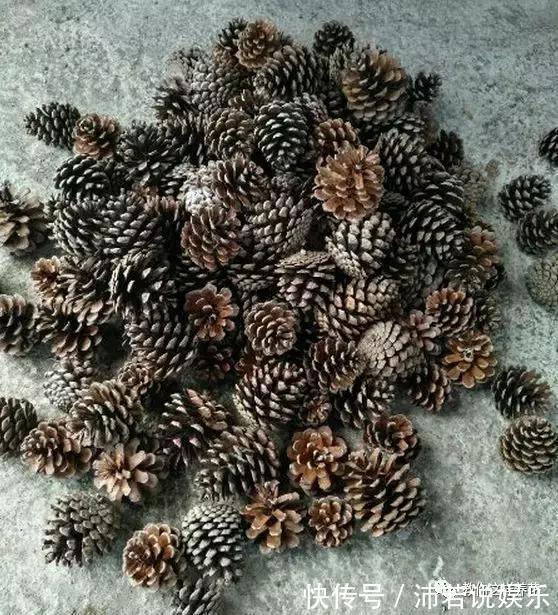 松果|君子兰肥到流油,长寿花开不断,原来他用了1个小方法!