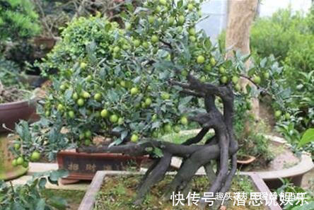 居家养棵树,旺财又福寿,1月不浇水,也能长,还越养越“值钱”