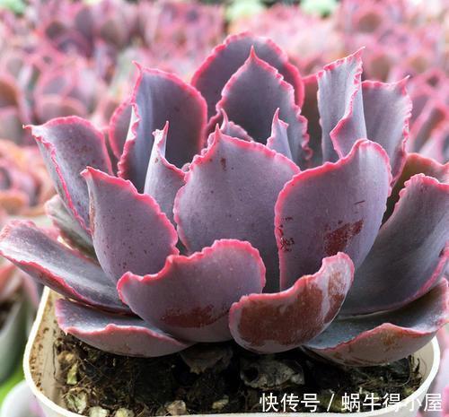 褪色|这3种多肉,到了夏天越晒越美,不徒长不褪色,典型的颜值担当