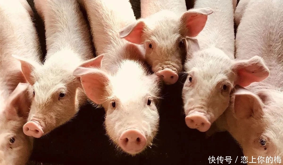 返厂|卖不完的月饼返厂,难道真的拿去喂猪了吗?