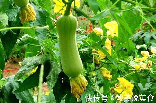 补水|女人爱美适合常吃3种食物,补水润肤,排毒抗衰,肌肤水嫩又光滑