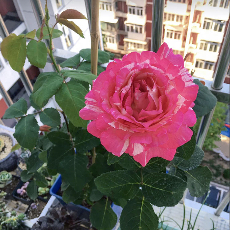 喜欢玫瑰，就养盆“精品玫瑰”假日公主，活力四射，高贵优雅！