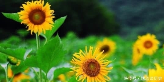 小诗#苏轼饶有趣味的一首小诗,却是存在着争议,认为作者另有其人!