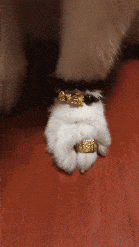 |搞笑GIF:哈哈太蠢了,被自己的尾巴吓了一跳