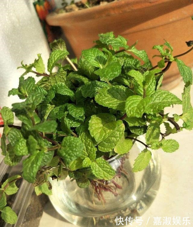 爆盆|让铜钱草“爆盆”很简单，记住3个字剪、肥、水，叶子挤满盆