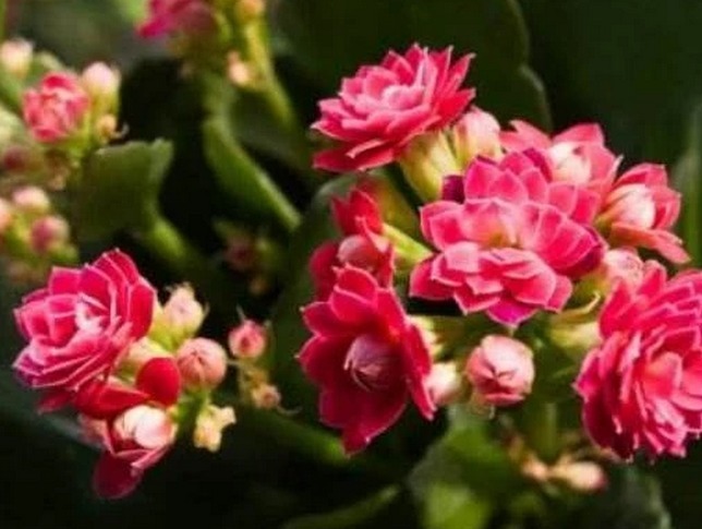 长寿花不开花只需两步就好,花苞上枝头花朵旺