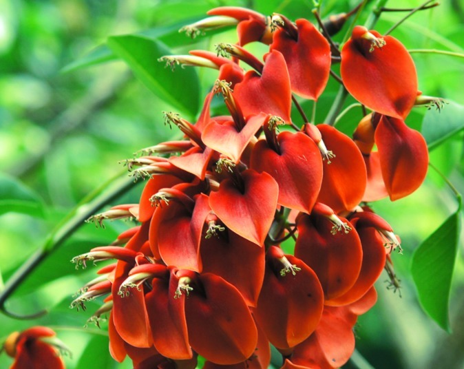 养个色彩鲜艳的刺桐，只需要三个小技巧，开花好看花量还不小