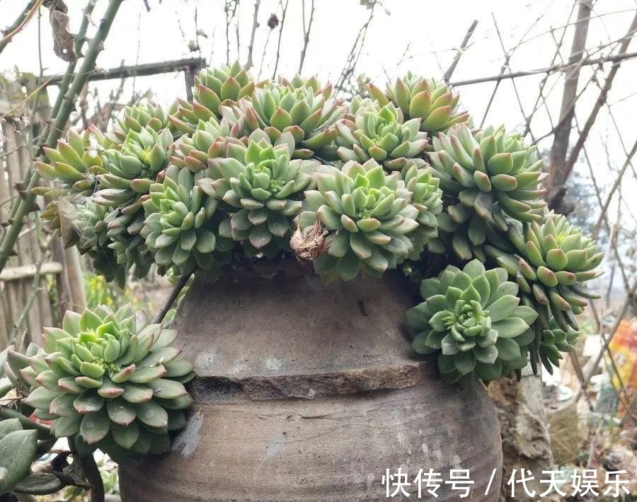多肉就得懒人养，水越少越不管，呼呼爆出一大盆！