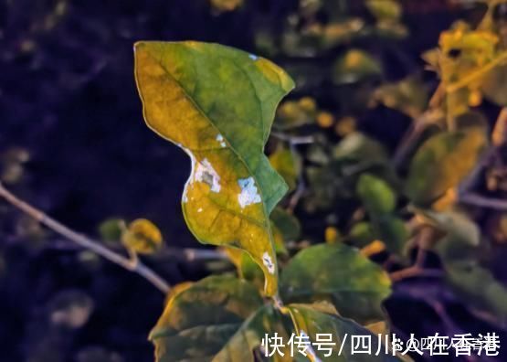 评测|手机开箱评测:华为P50 Pocket