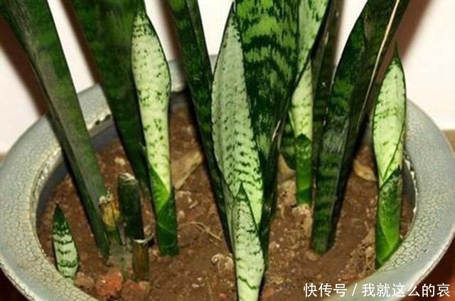 虎皮兰“僵住了”死活不长个,3个“舒服法”,新芽新叶嗖嗖冒!