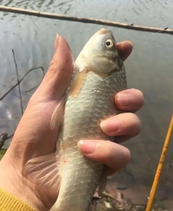 钓友|别总抱怨冬天鱼难钓,大胆打破“常规”,包你渔获提升2个档次