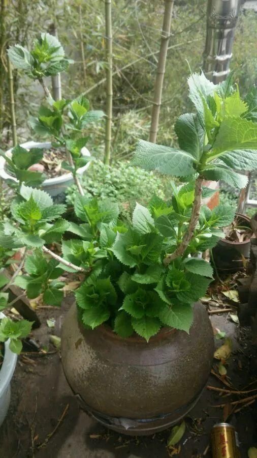 我型我秀|腌咸菜的坛子钻个孔,养花变成巨无霸,特美