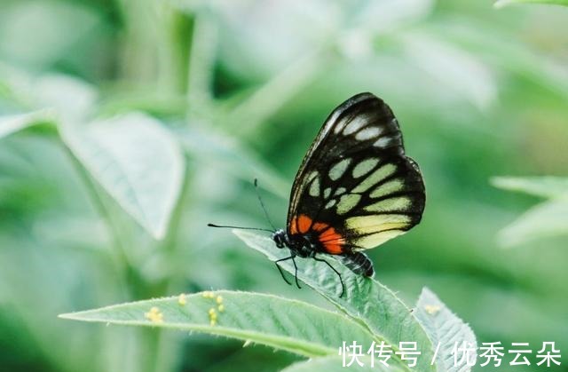 彩椒|养血养肝健脾开胃!