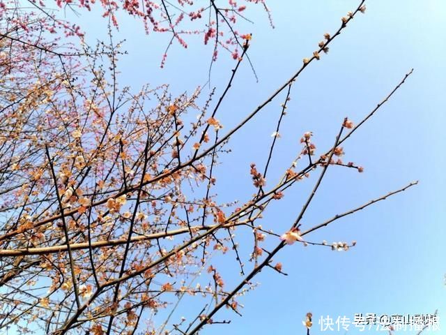 莫负春光赏花时，我在京山这里，等你来